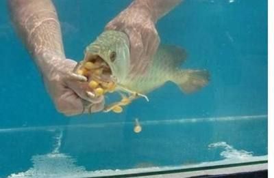 金龍魚怎么挑水：在挑選金龍魚時，主要考慮以下幾個方面就是挑選金龍魚