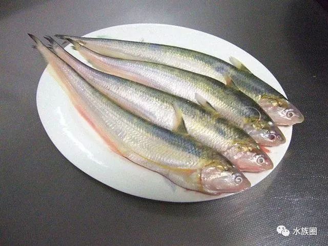 白金龍魚可以吃嗎視頻講解