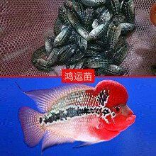 羅漢魚2024年最新消息及價格表