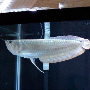 龍魚(yú)怎么排卵：龍魚(yú)的繁殖方式 龍魚(yú)怎么排卵：龍魚(yú)的繁殖方式 龍魚(yú)百科