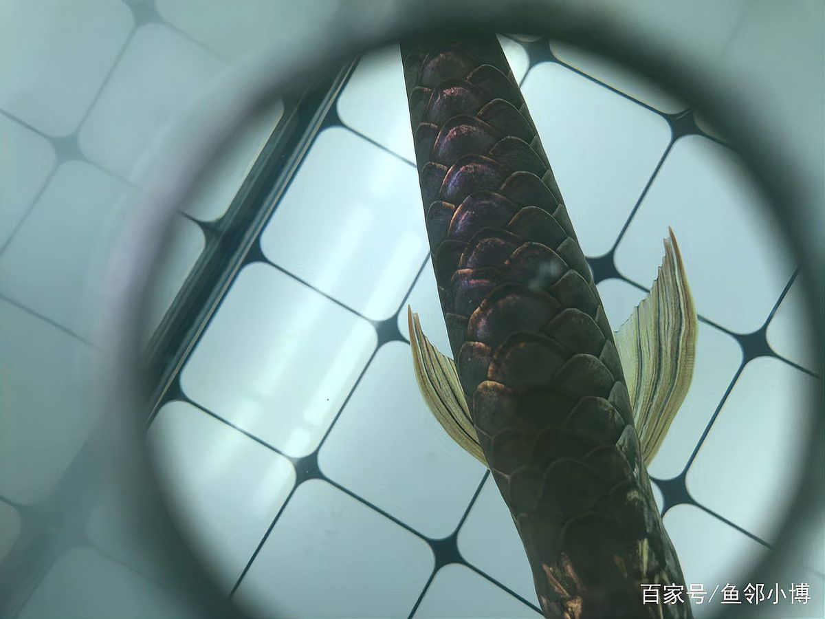 金龍魚純正血統有哪些證書