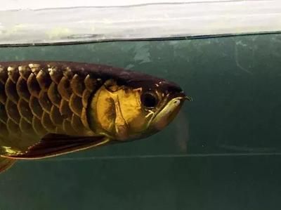 龍魚炮彈頭與平頭：龍魚炮彈頭與平頭怎么選