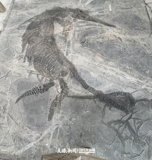 貴州龍魚化石圖片