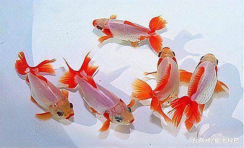 金魚魚鱗掉了露肉了如何治療