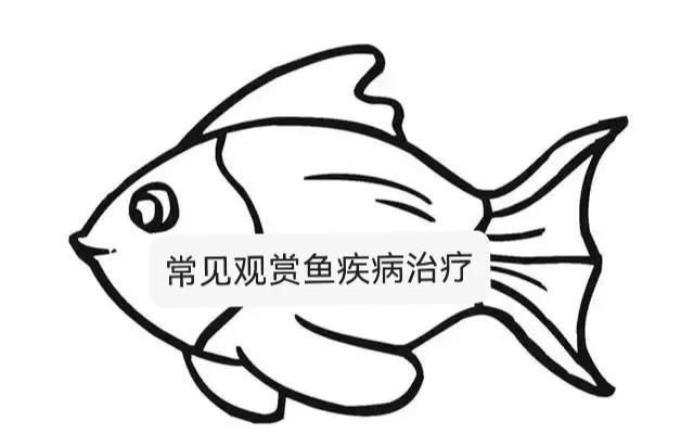 金魚魚鱗掉了露肉了如何治療