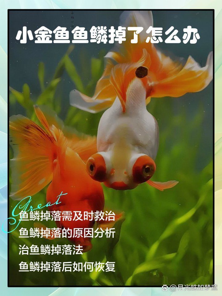 金魚魚鱗掉了露肉了如何治療