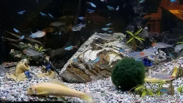 龍魚可以造景嗎？：龍魚缸造景不僅能美化魚缸，還能提供更好的生態環境 龍魚可以造景嗎？：龍魚缸造景不僅能美化魚缸，還能提供更好的生態環境 龍魚百科 第3張