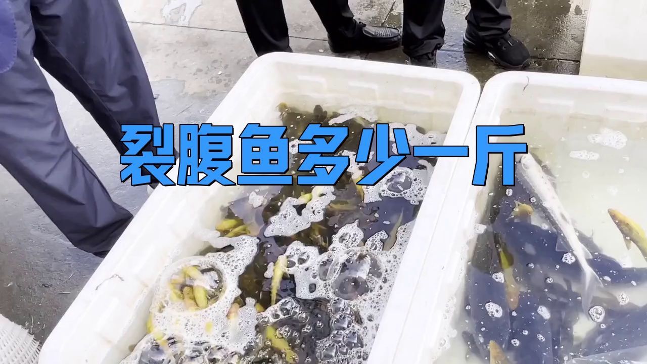 裂腹魚(yú)多少一斤