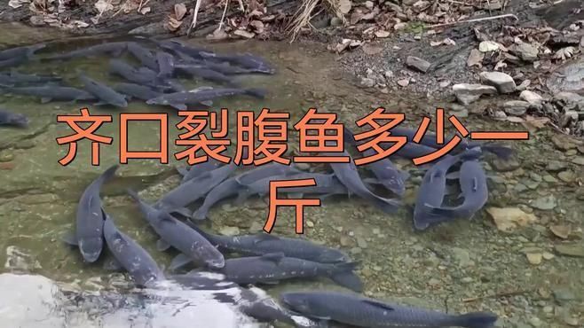 裂腹魚多少一斤