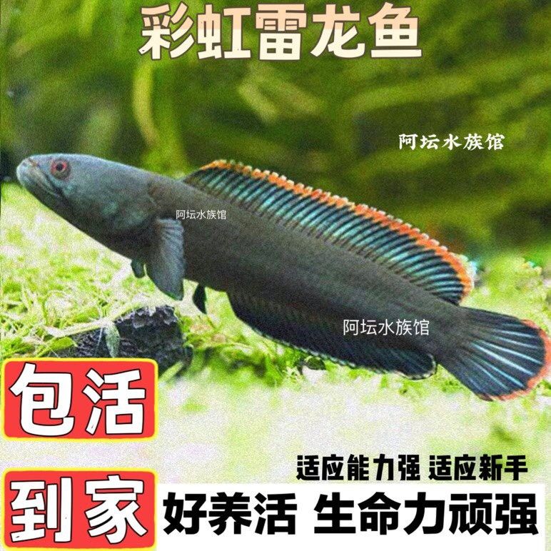 如何選擇適合小火龍魚的互動玩具？