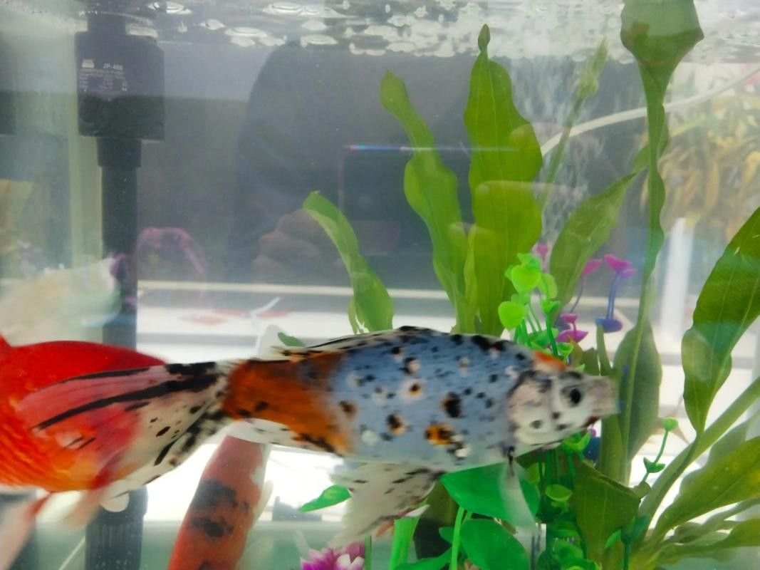 金龍魚可以和神仙魚混養(yǎng)嗎圖片 金龍魚可以和神仙魚混養(yǎng)嗎圖片 龍魚百科 第19張
