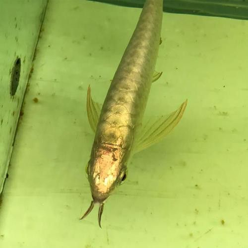 24k金龍魚什么意思啊