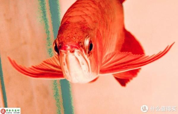 龍魚品相和介紹的區別在哪里呢（龍魚品相和介紹）