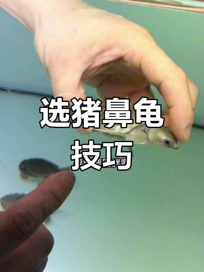 買豬鼻龜的10大忠告