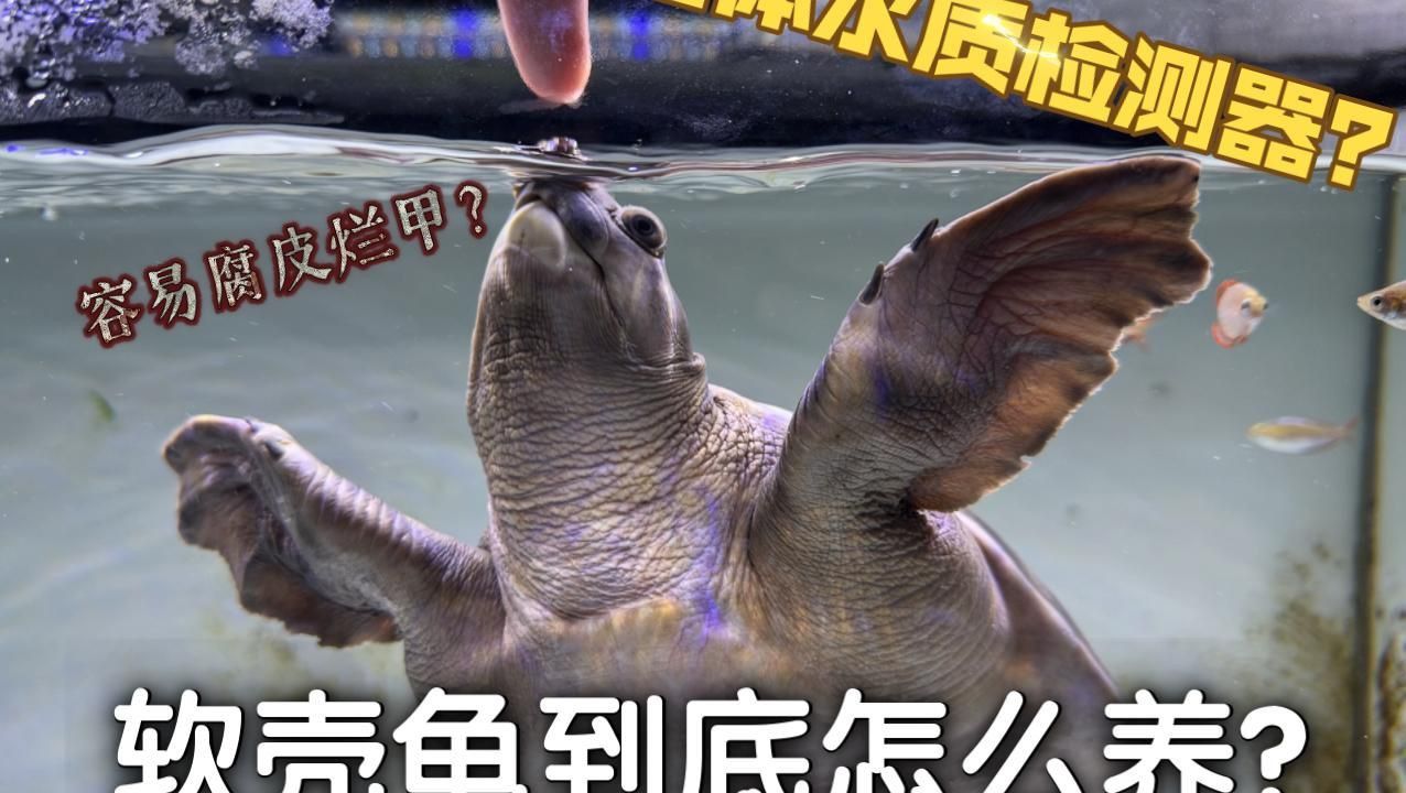 買豬鼻龜的10大忠告