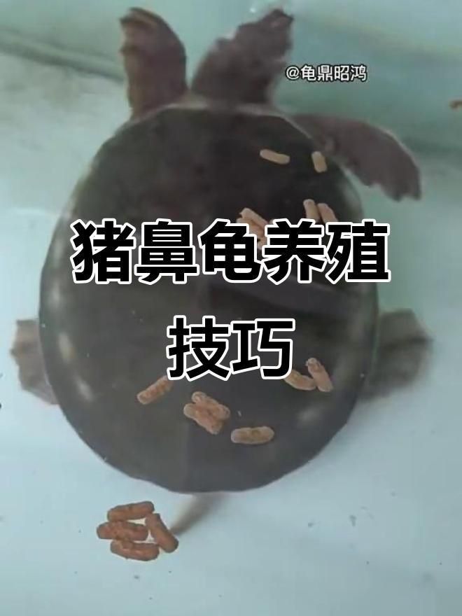 買豬鼻龜的10大忠告