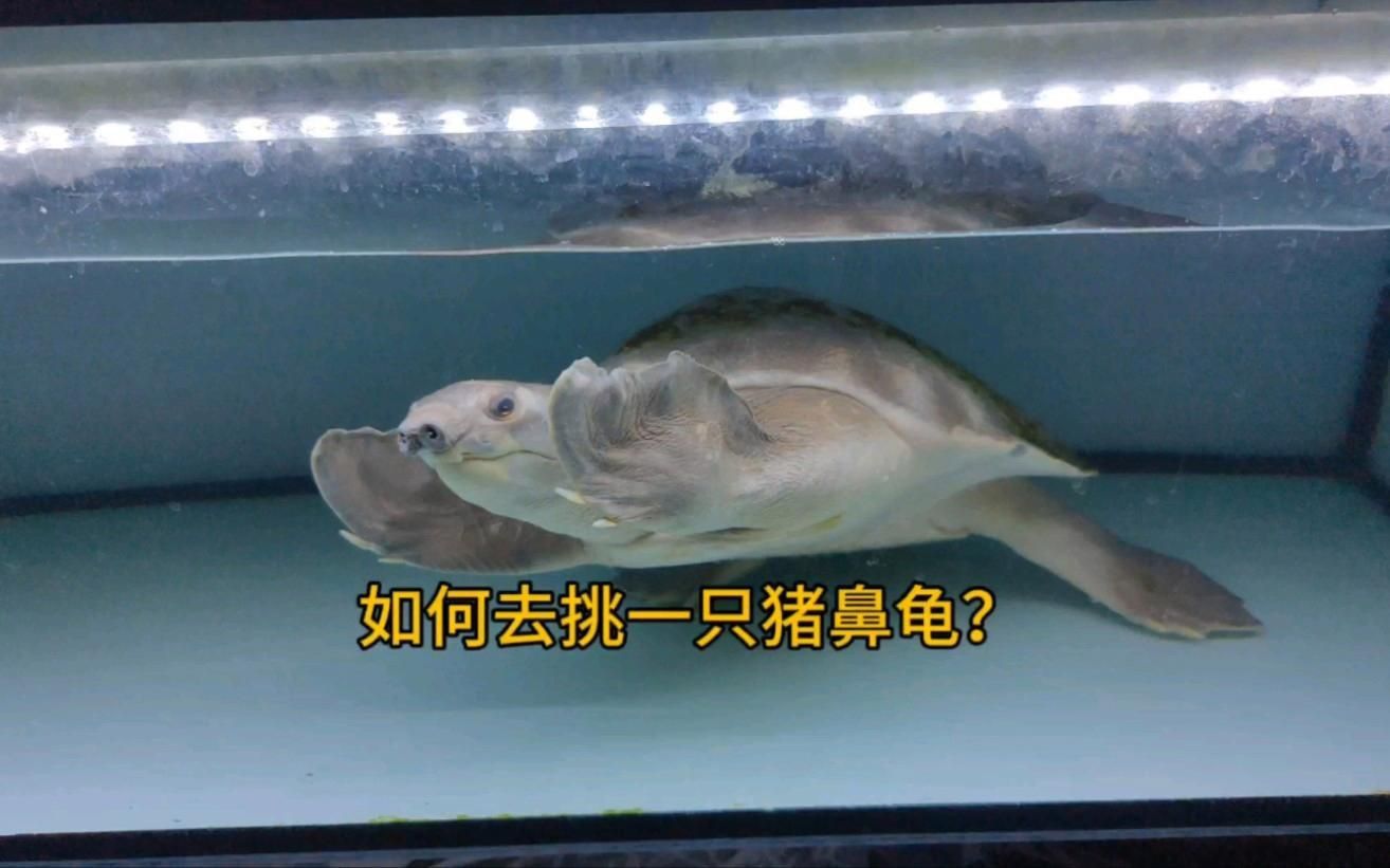 買豬鼻龜的10大忠告