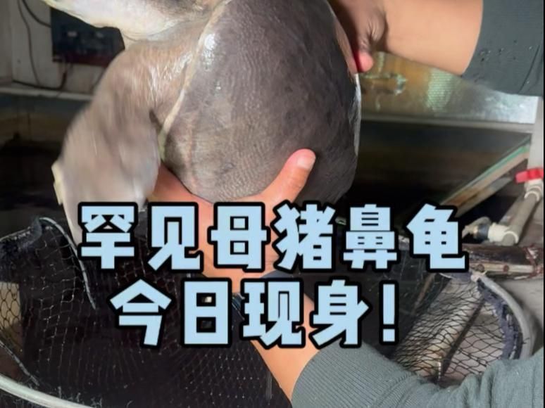 買豬鼻龜的10大忠告