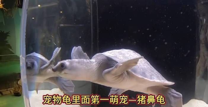 買豬鼻龜的10大忠告