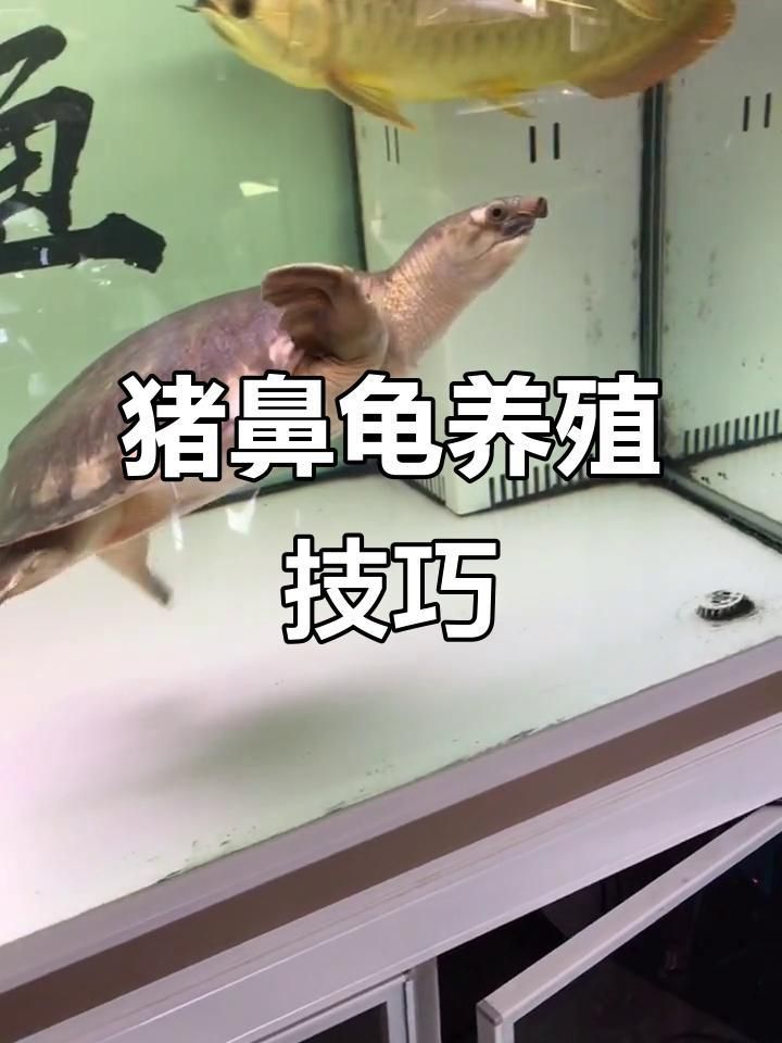 買豬鼻龜的10大忠告