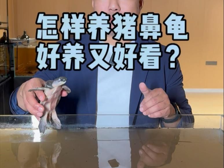 買豬鼻龜的10大忠告