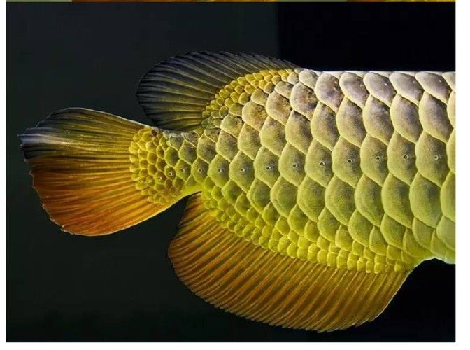 龍魚的高背和過背怎么區分呢圖片 龍魚的高背和過背怎么區分呢圖片 龍魚百科 第41張