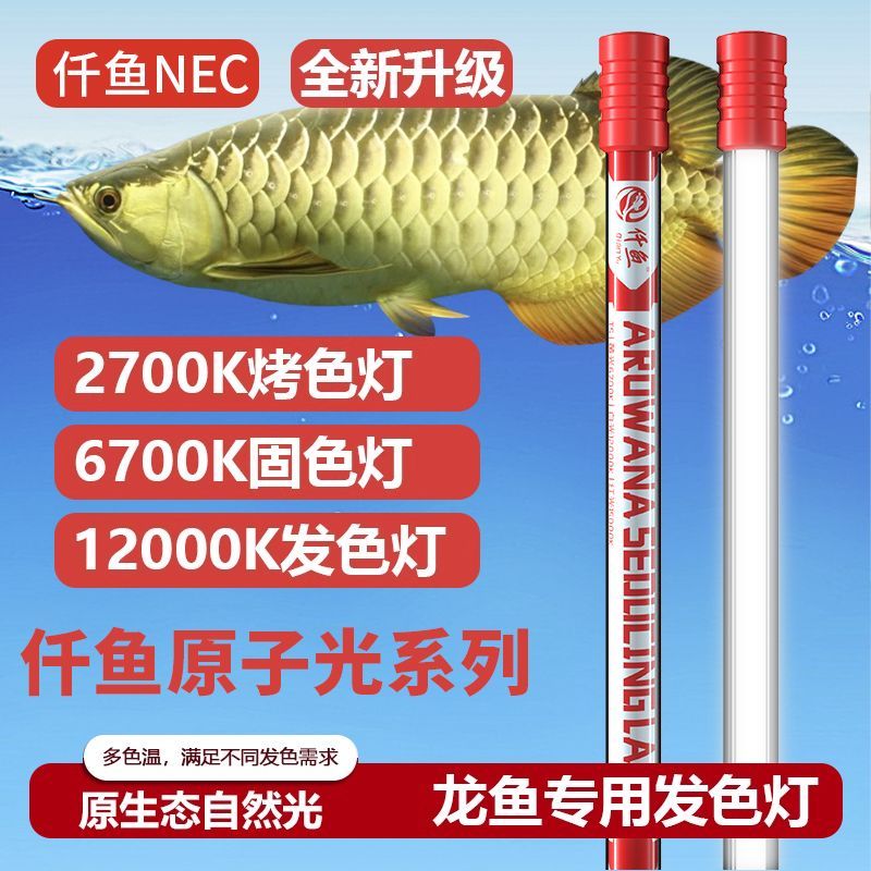 龍魚缸是否需要經常添加硝化細菌（養龍魚的魚缸并不需要經常添加硝化細菌） 龍魚缸是否需要經常添加硝化細菌（養龍魚的魚缸并不需要經常添加硝化細菌） 龍魚百科 第4張