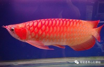 龍魚的顏色種類（龍魚的顏色種類有哪些）