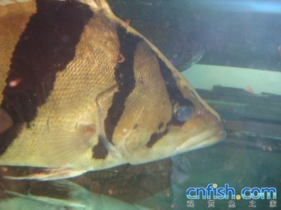 龍魚蒙眼治療可以在眼睛上注射藥水嗎：如何治療龍魚蒙眼