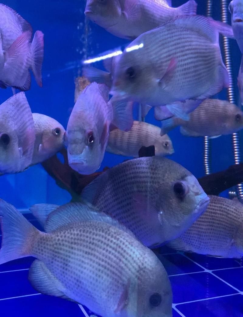 馬拉莫寶石魚兇嗎