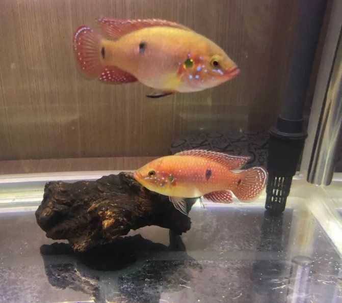 馬拉莫寶石魚兇嗎
