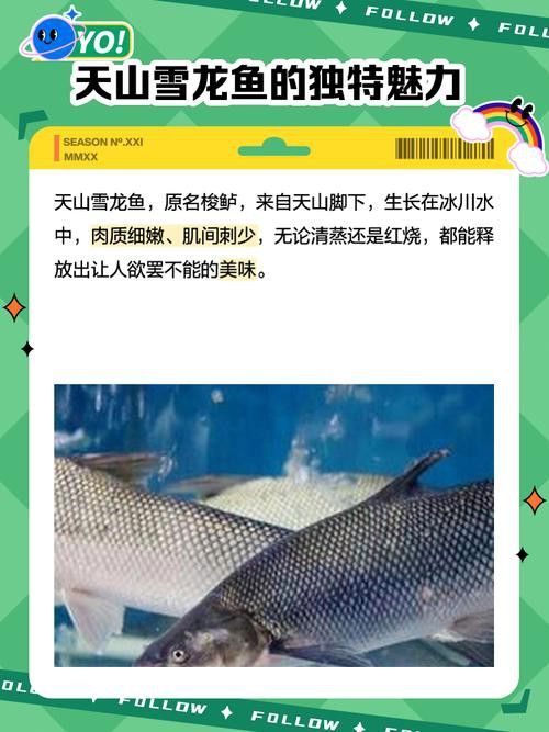 給我一些雪龍和白子銀龍的圖片