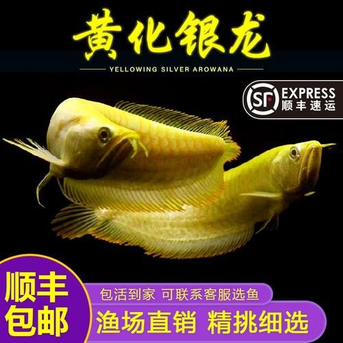 給我一些雪龍和白子銀龍的圖片