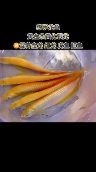 給我一些雪龍和白子銀龍的圖片