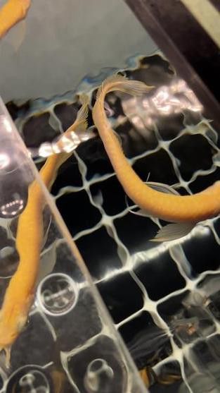 給我一些雪龍和白子銀龍的圖片