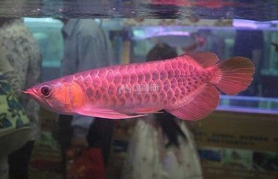 紅龍魚繁殖期最佳管理策略：紅龍魚的飼養(yǎng)管理