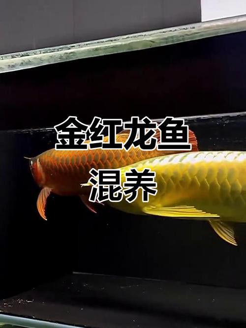 紅龍魚和金龍魚能混養(yǎng)嗎圖片