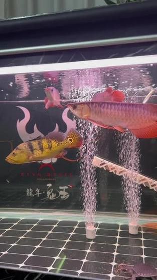 紅龍魚和金龍魚能混養(yǎng)嗎圖片