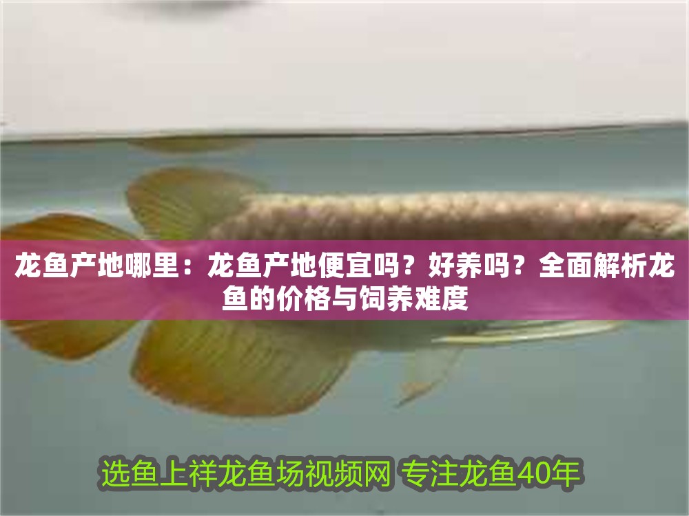 龍魚產地哪里：龍魚產地便宜嗎？好養嗎？全面解析龍魚的價格與飼養難度 龍魚產地哪里：龍魚產地便宜嗎？好養嗎？全面解析龍魚的價格與飼養難度 龍魚百科 第1張