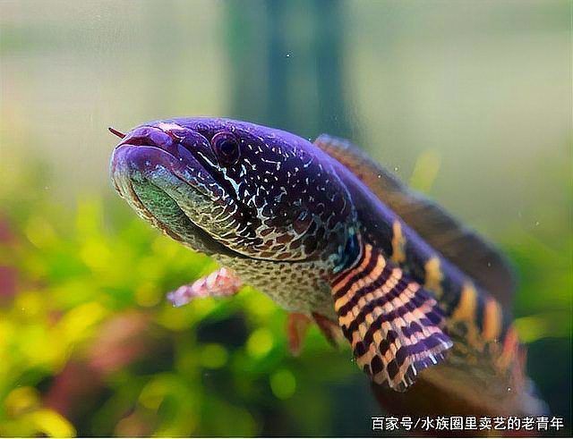 如何判斷彩虹雷龍魚是否健康？