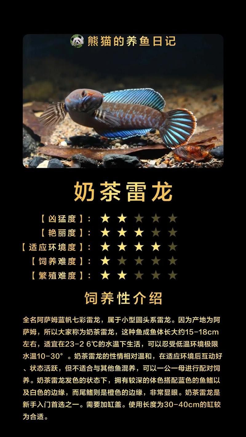 什么龍魚長得最小最好看圖片 什么龍魚長得最小最好看圖片 龍魚百科 第6張