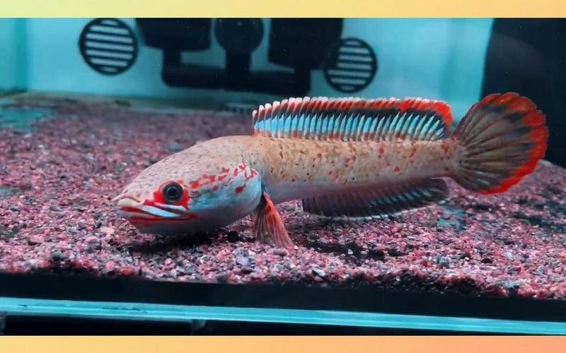 什么龍魚長得最小最好看圖片 什么龍魚長得最小最好看圖片 龍魚百科 第15張
