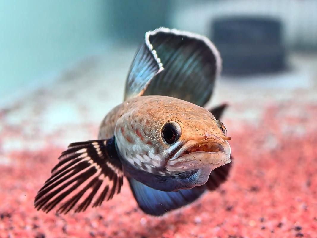什么龍魚長得最小最好看圖片 什么龍魚長得最小最好看圖片 龍魚百科 第13張