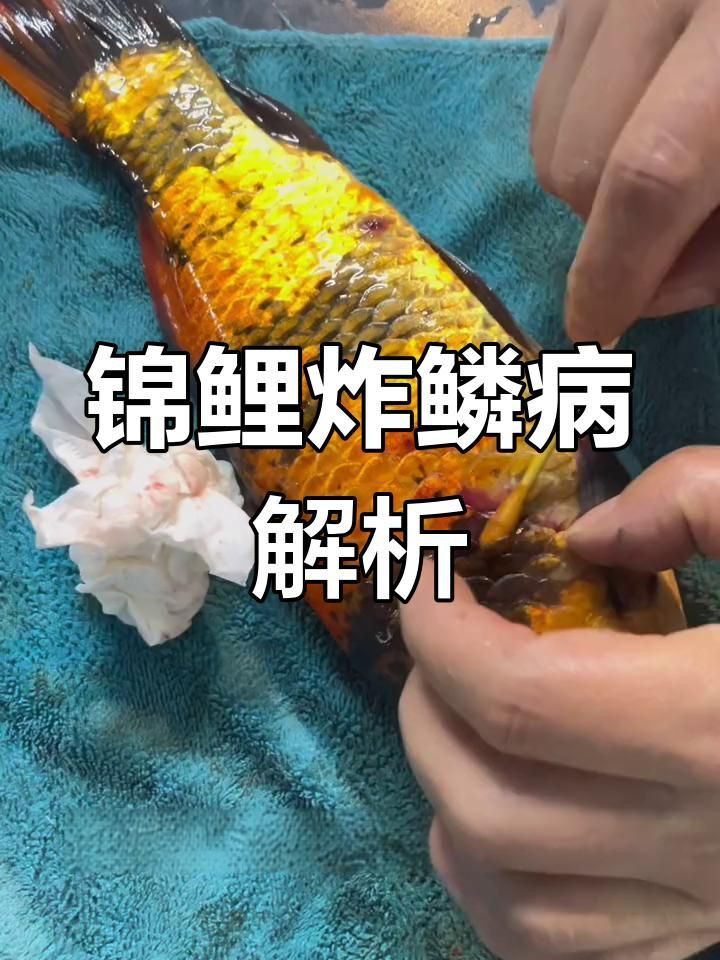 錦鯉炸鱗病有哪些癥狀 錦鯉炸鱗病有哪些癥狀 龍魚百科 第1張