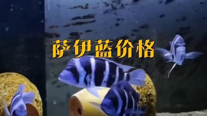 這些觀賞魚的價格是多少？ 這些觀賞魚的價格是多少？ 龍魚百科 第3張