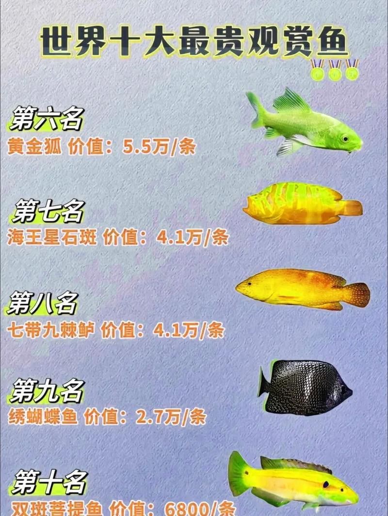 這些觀賞魚的價格是多少？ 這些觀賞魚的價格是多少？ 龍魚百科 第7張