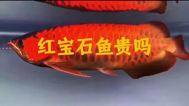 這些觀賞魚的價格是多少？ 這些觀賞魚的價格是多少？ 龍魚百科 第6張