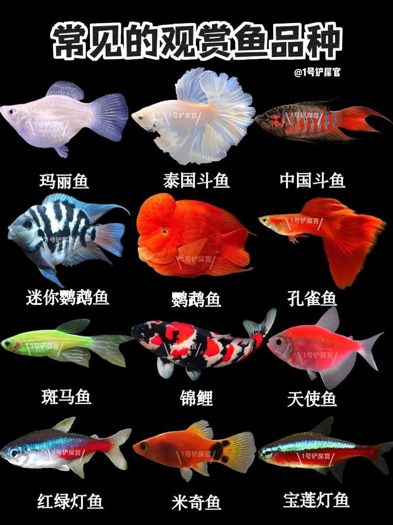 這些觀賞魚的價格是多少？ 這些觀賞魚的價格是多少？ 龍魚百科 第9張
