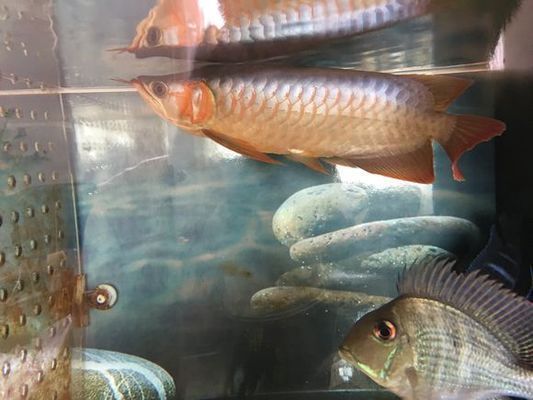 紅龍魚翹頭扇尾的好還是火燕尾好:紅龍魚翹頭和平頭的區(qū)別,紅龍魚翹頭扇尾的好還是火燕尾好 龍魚百科 第1張 紅龍魚翹頭扇尾的好還是火燕尾好:紅龍魚翹頭和平頭的區(qū)別,紅龍魚翹頭扇尾的好還是火燕尾好 紅龍魚翹頭扇尾的好還是火燕尾好:紅龍魚翹頭和平頭的區(qū)別,紅龍魚翹頭扇尾的好還是火燕尾好 龍魚百科 第1張