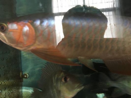 紅龍魚翹頭扇尾的好還是火燕尾好：紅龍魚翹頭和平頭的區(qū)別，紅龍魚翹頭扇尾的好還是火燕尾好 紅龍魚翹頭扇尾的好還是火燕尾好：紅龍魚翹頭和平頭的區(qū)別，紅龍魚翹頭扇尾的好還是火燕尾好 龍魚百科 第3張